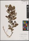 Foto von Salix caprea L.
